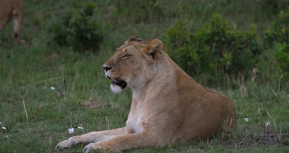 African Lion, panthera leo, Female Yawning, Masai Mara Park in Kenya, Real Time 4K alt