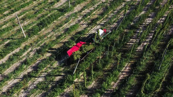 Agricultural Workers Harvest Hops in the Field alt