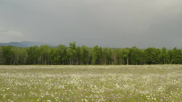 Storm brews above wildflower field, Slider left to right shot alt