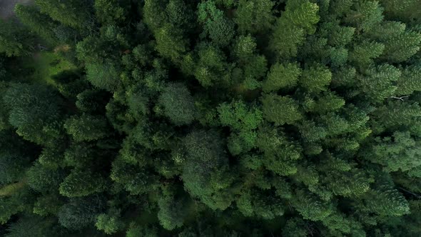 Aerial View From Above Pine Forest and Trees alt