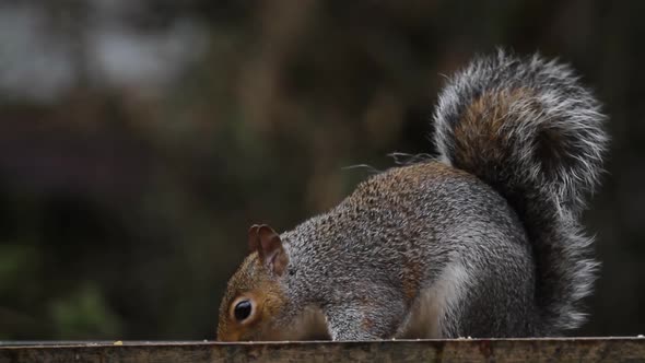 Grey Squirrel, Sciurus carolinensis, in back garden. UK alt