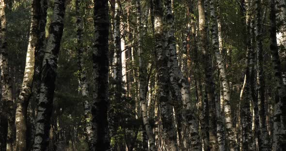 Birch forest near Le Plan de Monfort, the Cevennes National park, Lozere department, France alt