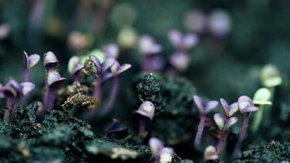 Violet Basil Plants Growing Germination From the Seeds Spring Time Lapse New Life Evolution Concept