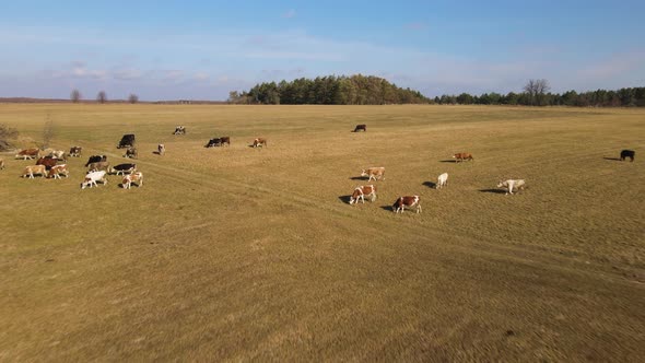 Aerial Drone View Flying Over Field and Herd of Grazing Cows