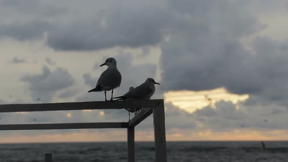 Silhouettes of seagulls on a pier by the sea