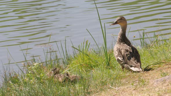 Mallard and Ducklings on Shore alt