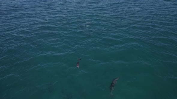 Bottlenose Dolphins Swimming Under The Blue Seascape At Fingal Head In New South Wales, Australia. A alt