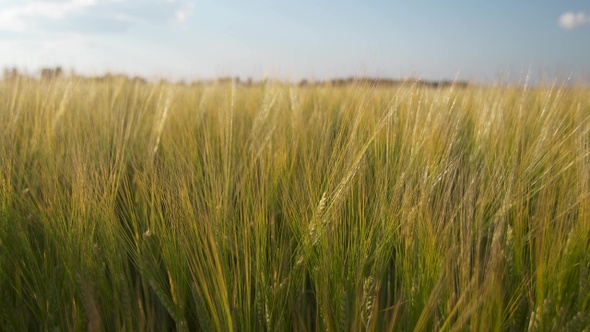 Nature field of ears of barley