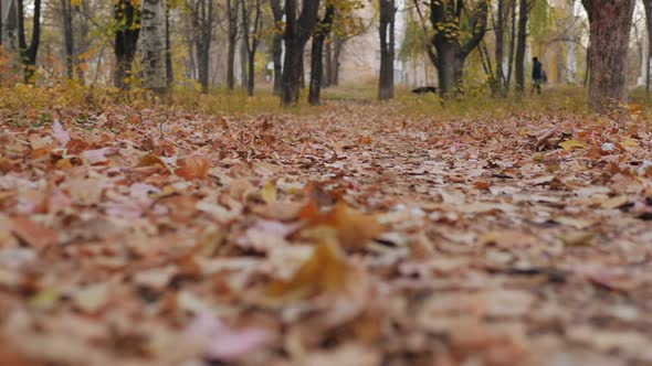Closeup of the Camera Movement Along the Autumn Path in the Park alt