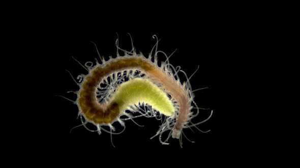 Polychaeta Worm Syllis Prolifera Under a Microscope Family Syllidae the Back of the Body is Called alt