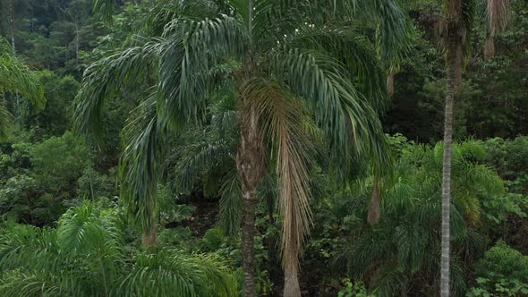 Aerial view showing a palm tree with a few bird nests in it alt