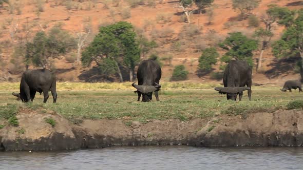African Buffaloes Grazing At Chobe National Park, Botswana