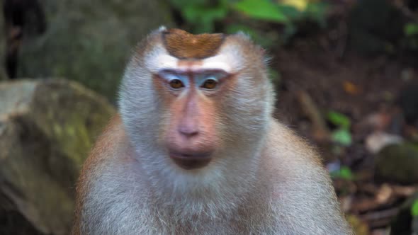 Monkey in A Tropical Jungle, Sitting on Stones. Looks at The Camera, Portrait of A Monkey, Emotions alt