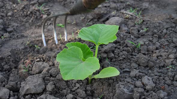 Farmer in the Pumpkin Field alt