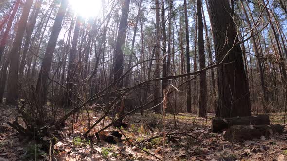 Inside a Pine Forest By Day Slow Motion alt