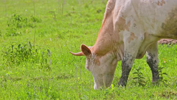 White Cow Grazes in a Meadow on a Sunny Summer Day Closeup
