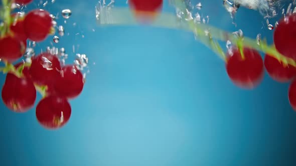 Falling Red Currant Berries alt