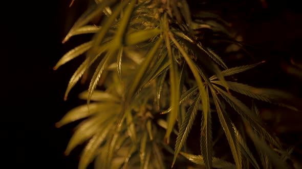 Cannabis Bush on a Dark Background alt