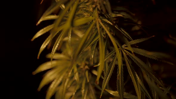 Cannabis Bush on a Dark Background