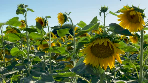 Sunflower Field alt