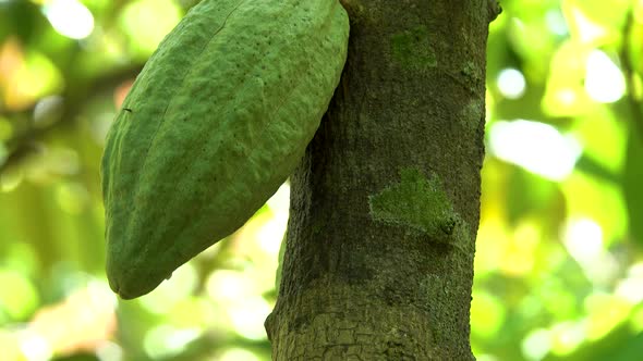 Close up of yellow-orange cacao or cocoa fruit in the sunny day on Theobroma cacao tree