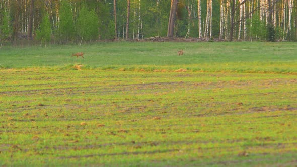 Two European roe deer (Capreolus capreolus) walking and eating on a field in the evening, golden hou alt