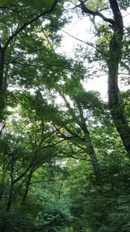 Vertical Video of Green Forest By Day alt