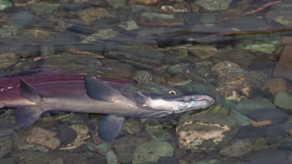 Wild Pacific Red Salmon Fish Kokanee Salmon Swimming in Shallow Water and Splashing During Spawning