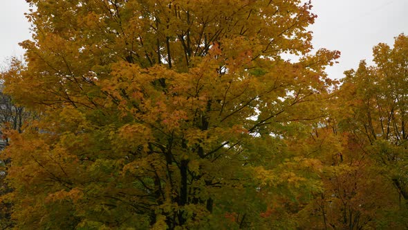 Colored Deciding on the Trees in the Som Early Autumn Autumn Landscape