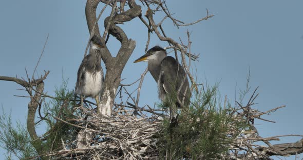 young grey herons in the nest, the Camargue in France alt