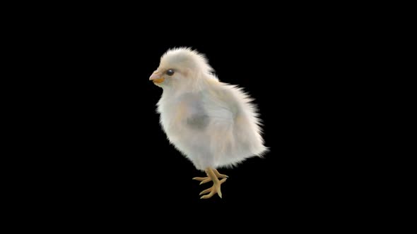 22 Baby Chicks Dancing HD alt