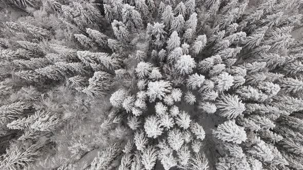 Snow Covered Forest