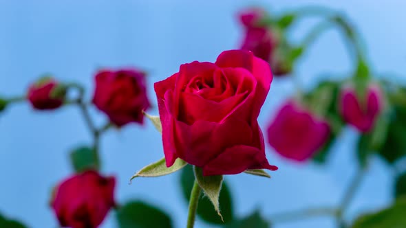Red Rose Blossoming Timelapse 3