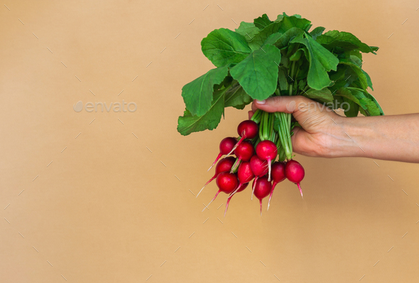 Woman S Hand Holdind A Bunch Of Radish Stock Photo By Izofatova Photodune