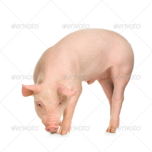 pig - Stock Photo - Images