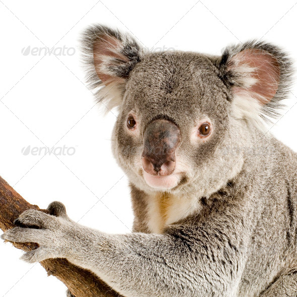 Koala - Stock Photo - Images