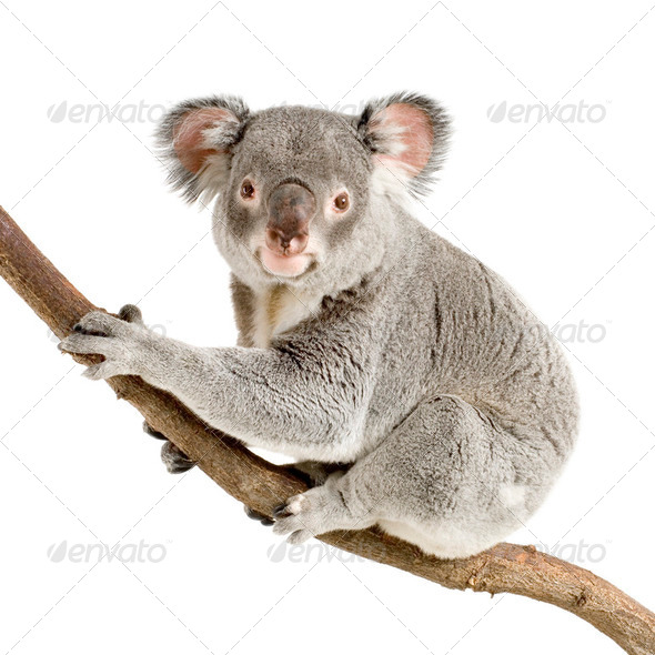 Koala - Stock Photo - Images