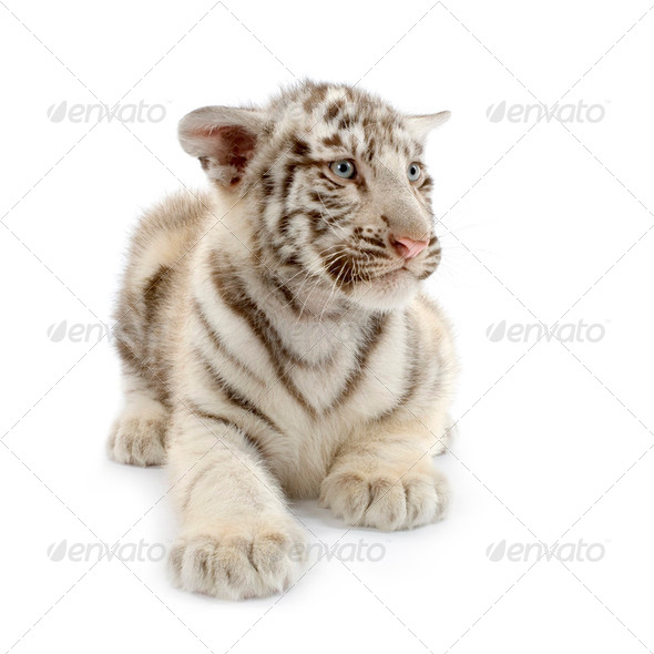 White Tiger cub (3 months) - Stock Photo - Images