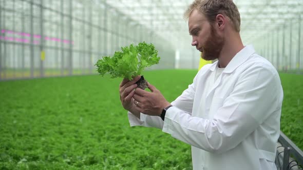 Hydroponic Farm Greenhouse of Young Man Working with Green Salad in Light Garden Spbd alt