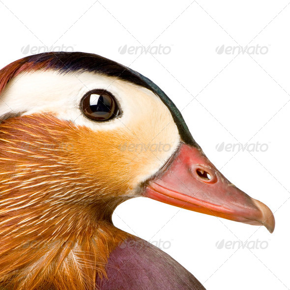 Mandarin Duck - Stock Photo - Images
