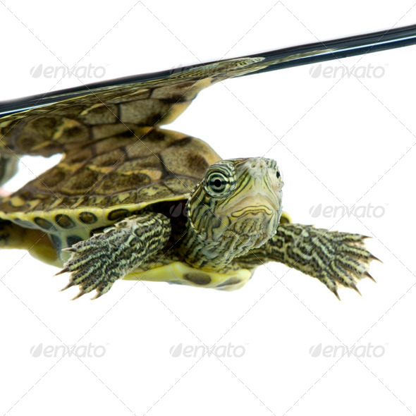 Turtle - OCADIA SINENSIS - Stock Photo - Images
