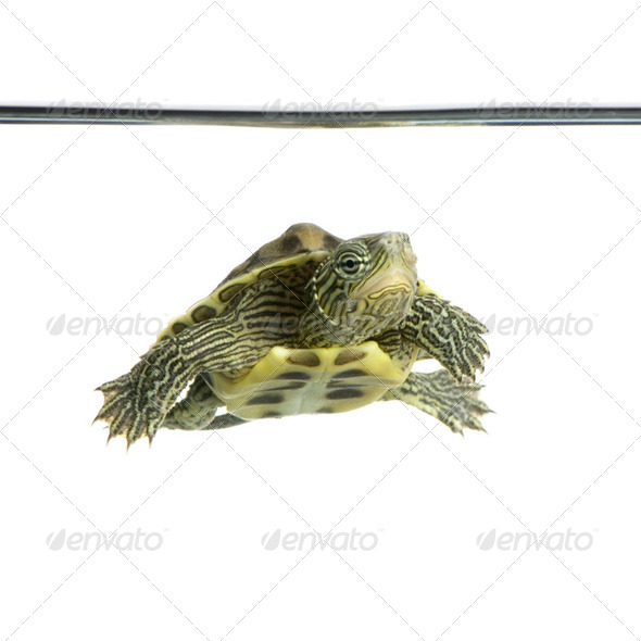 Turtle - OCADIA SINENSIS - Stock Photo - Images