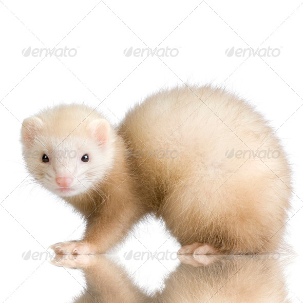 complete ferret kit