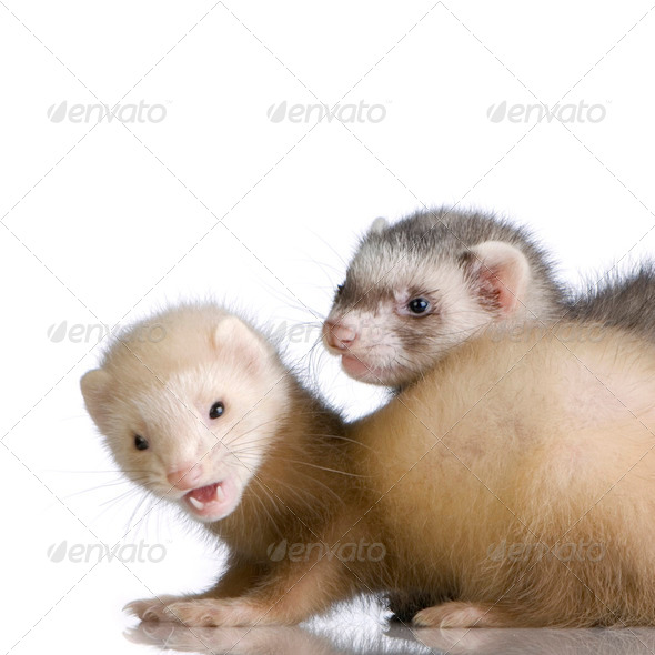 two Ferrets kits (10 weeks) - Stock Photo - Images