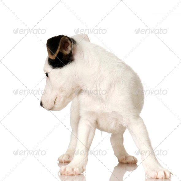 puppy Jack russel - Stock Photo - Images