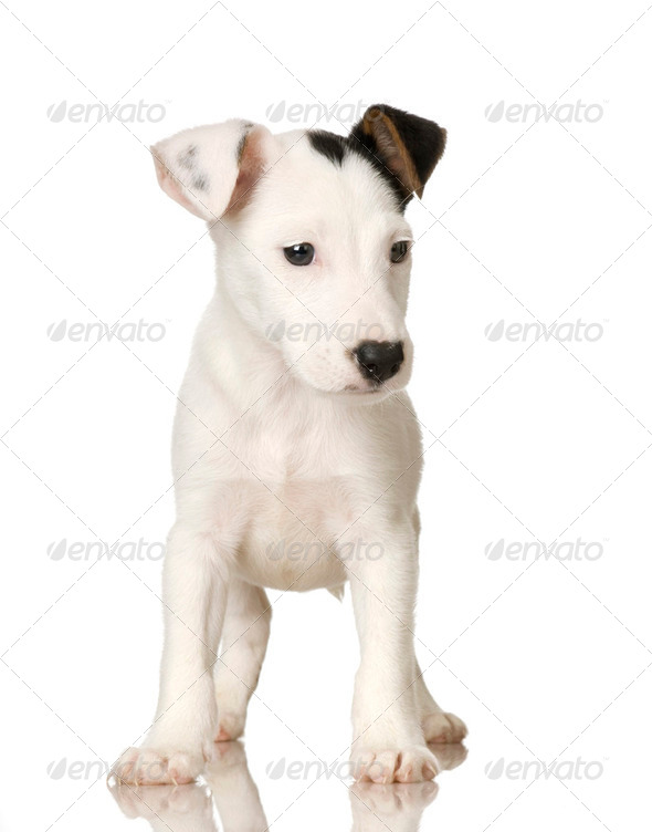 puppy Jack russel - Stock Photo - Images