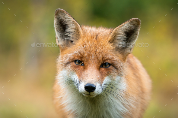 Beautiful portrait of red fox having eye contact with camera with autumn colours