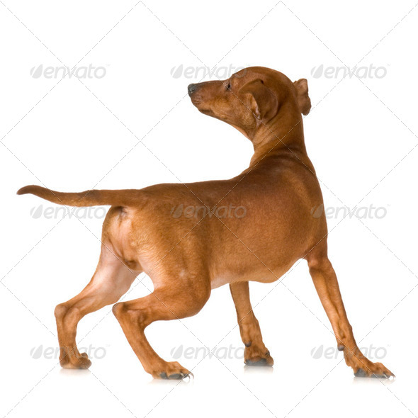 Dog - Stock Photo - Images