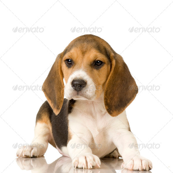 Beagle - Stock Photo - Images