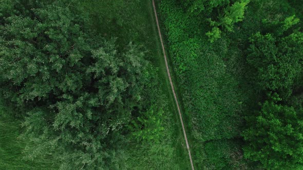 Top Down Aerial of the Trees in Park in Windy Weather